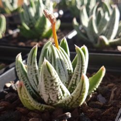 Tulista pumila 'Emperador' alias Haworthia pumila 'Emperador'
