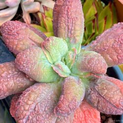 Echeveria 'Linguas'
