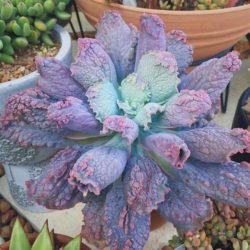 Echeveria 'Linguas'