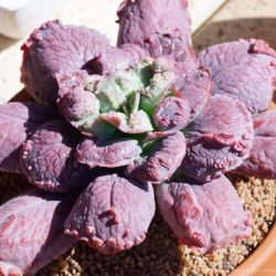 Echeveria 'Linguas'