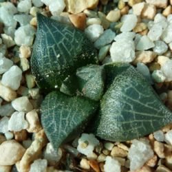 haworthia marxii