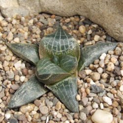 haworthia marxii