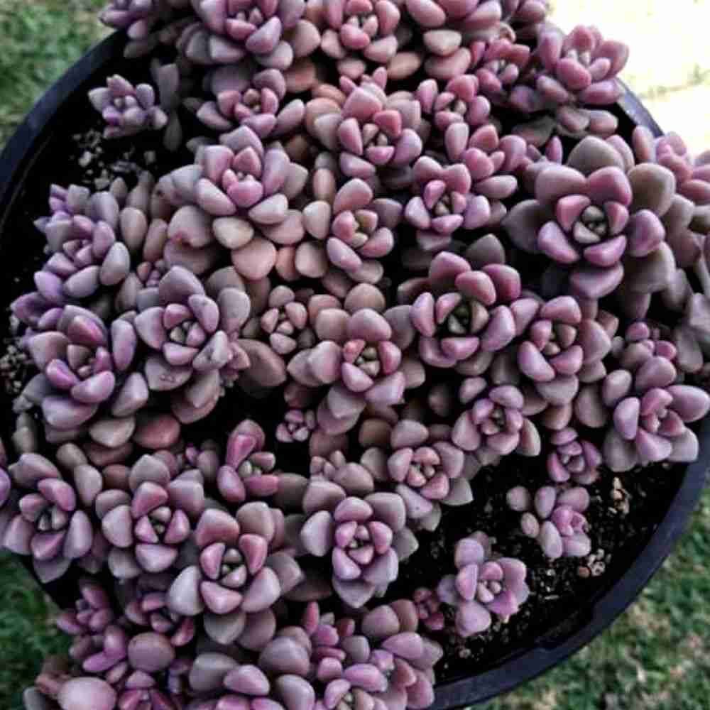 graptopetalum mendozae