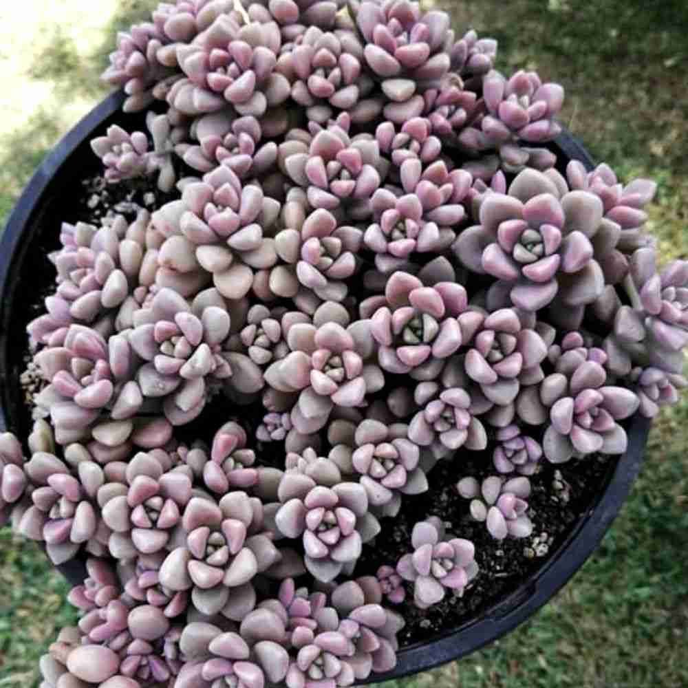 Graptopetalum mendozae es un pequeño arbusto suculento con tallos erectos a colgantes o decumbentes y rosetas de hojas de color gris pálido que adquieren colores más oscuros en los meses de verano