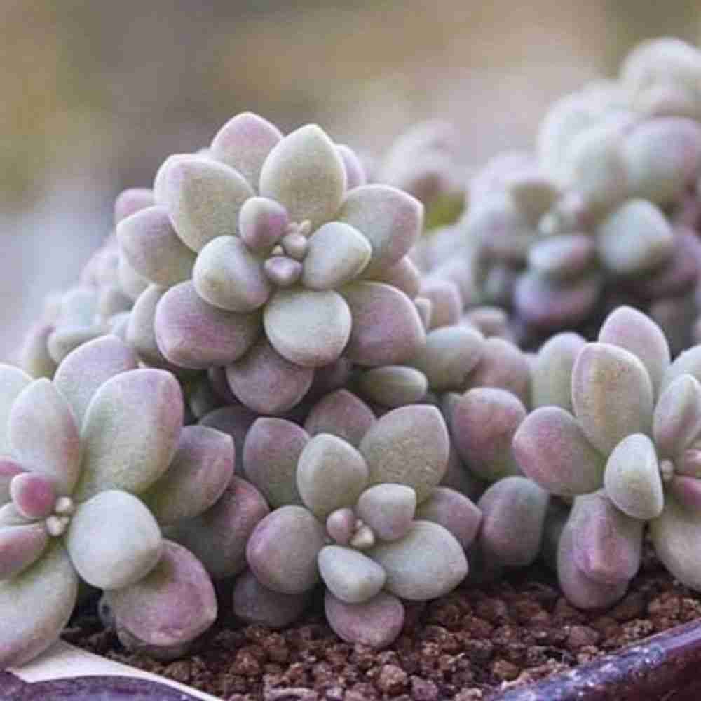 Graptopetalum mendozae 