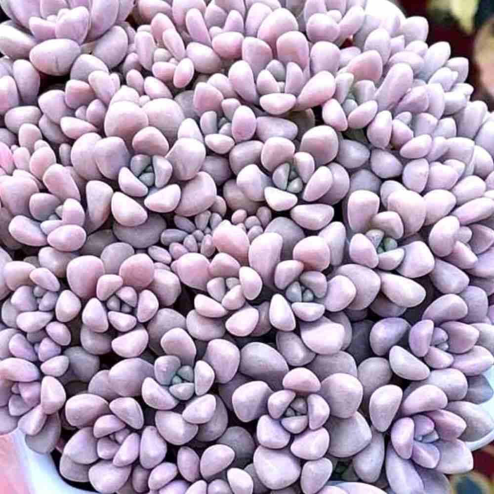 Graptopetalum mendozae 