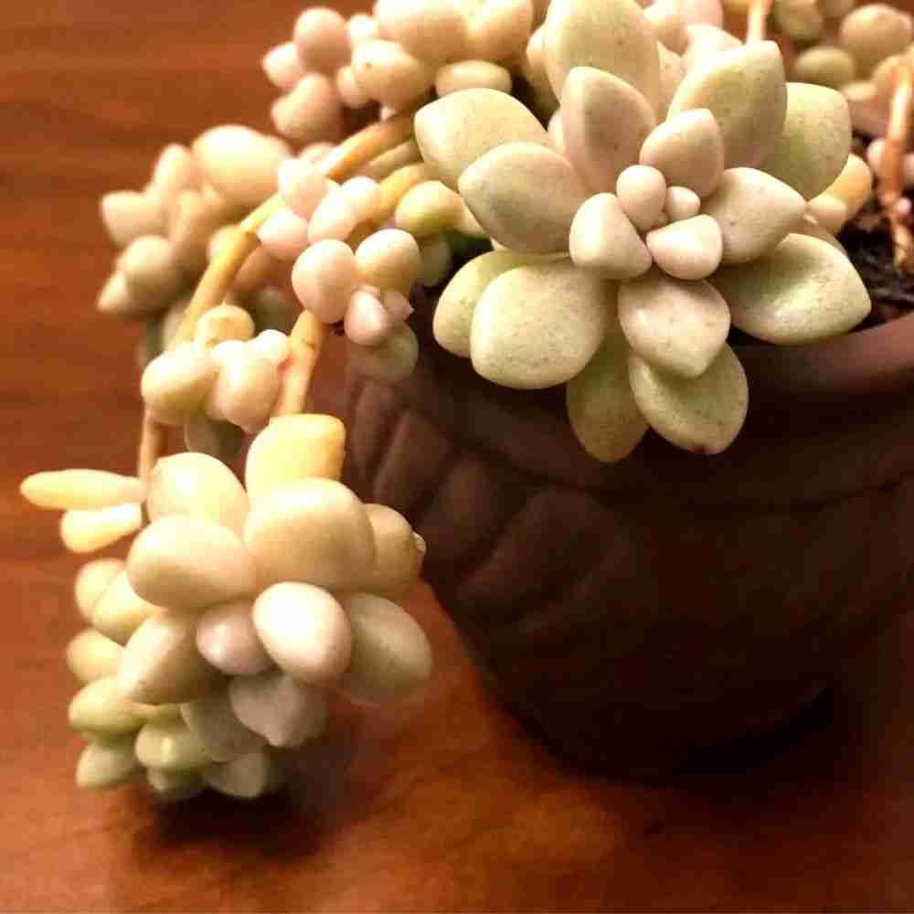 Graptopetalum mendozae 