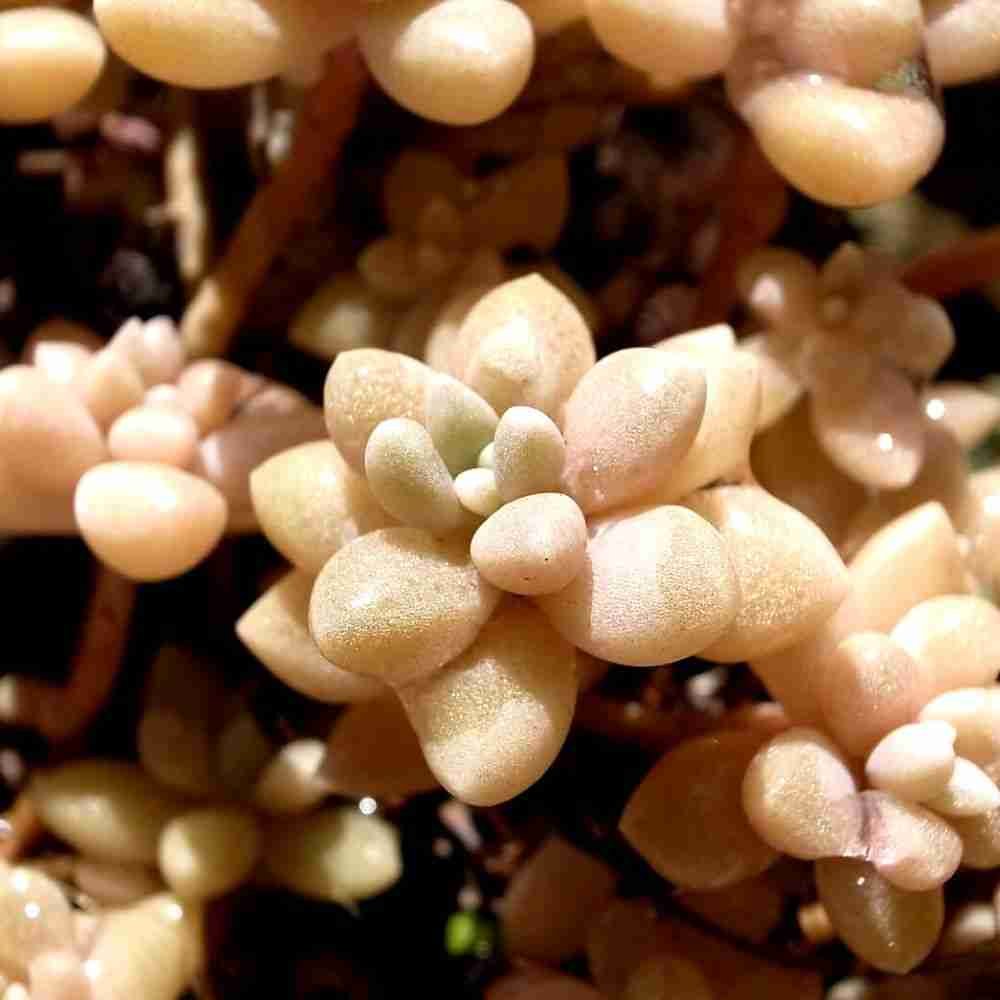 Graptopetalum mendozae 