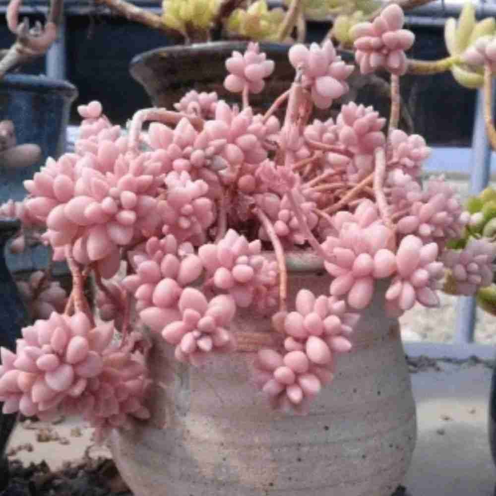 Graptopetalum mendozae 