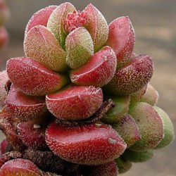Crassula 'Ángela'