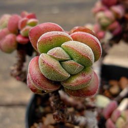 Crassula 'Ángela'