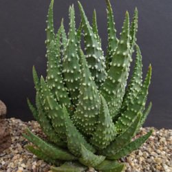Tulista pumila (Planta de perlas) también conocida como Haworthia pumila