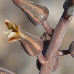 Tulista pumila (Planta de perlas) también conocida como Haworthia pumila