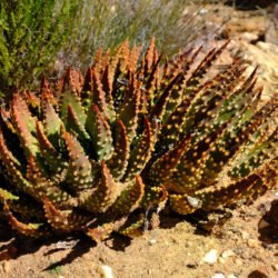 Tulista pumila (Planta de perlas) también conocida como Haworthia pumila