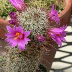 Mammillaria mazatlanensis