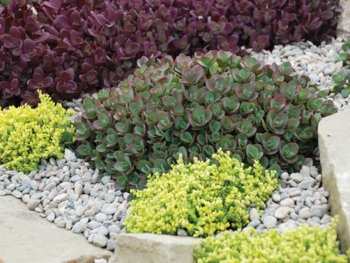 Diseño con Suculentas (Sedum)