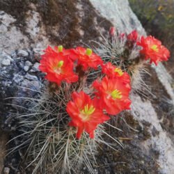 Echinocereus polyacanthus, comúnmente conocido como cactus Mojave Mound