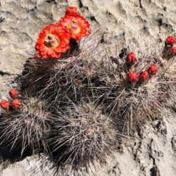 Echinocereus polyacanthus, comúnmente conocido como cactus Mojave Mound