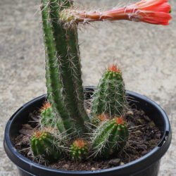Echinocereus polyacanthus, comúnmente conocido como cactus Mojave Mound