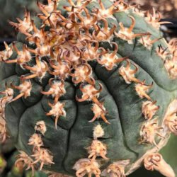Gymnocalycium spegazzinii f.  espina