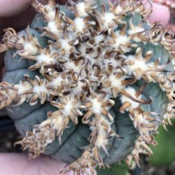 Gymnocalycium spegazzinii f.  espina