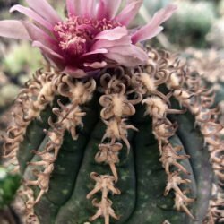 Gymnocalycium spegazzinii f.  espina