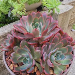 Echeveria 'Hera'