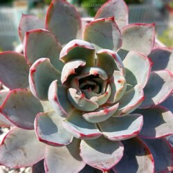 Echeveria 'Hera'