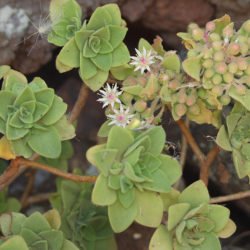 Aeonium goochiae.  Una planta en flor.