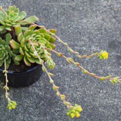Cremneria 'Leisal' también conocida como Echeveria 'Leisal'