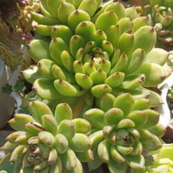 Echeveria 'María de sangre'