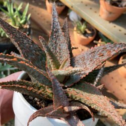 Aloe Lavanda Estrella II
