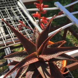 Flores de Aloe Lavanda Estrella II