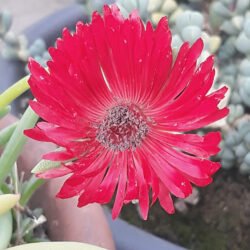 Una flor de Cephalophyllum alstonii