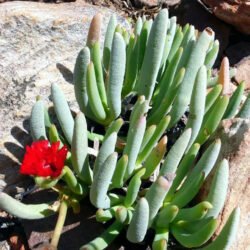 Cephalophyllum alstonii en flor