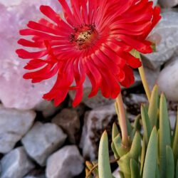 Una flor de Cephalophyllum alstonii
