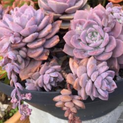 Graptoveria 'Vía Láctea'