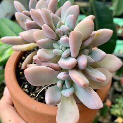 Graptoveria 'Opalina Cristata'