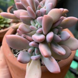 Graptoveria 'Opalina Cristata'
