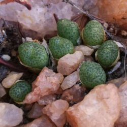 hermario de conophytum