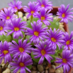hermario de conophytum