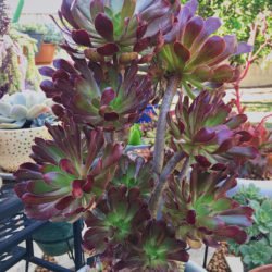 Aeonium arboreum 'Atropurpureum' (Rosa Púrpura)