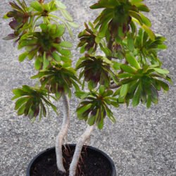 Aeonium arboreum 'Atropurpureum' (Rosa Púrpura)