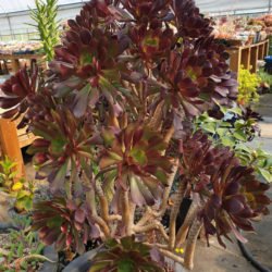 Aeonium arboreum 'Atropurpureum' (Rosa Púrpura)
