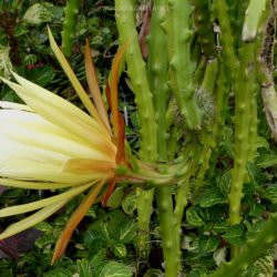 Selenicereus hamatus