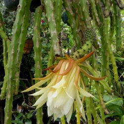 Selenicereus hamatus