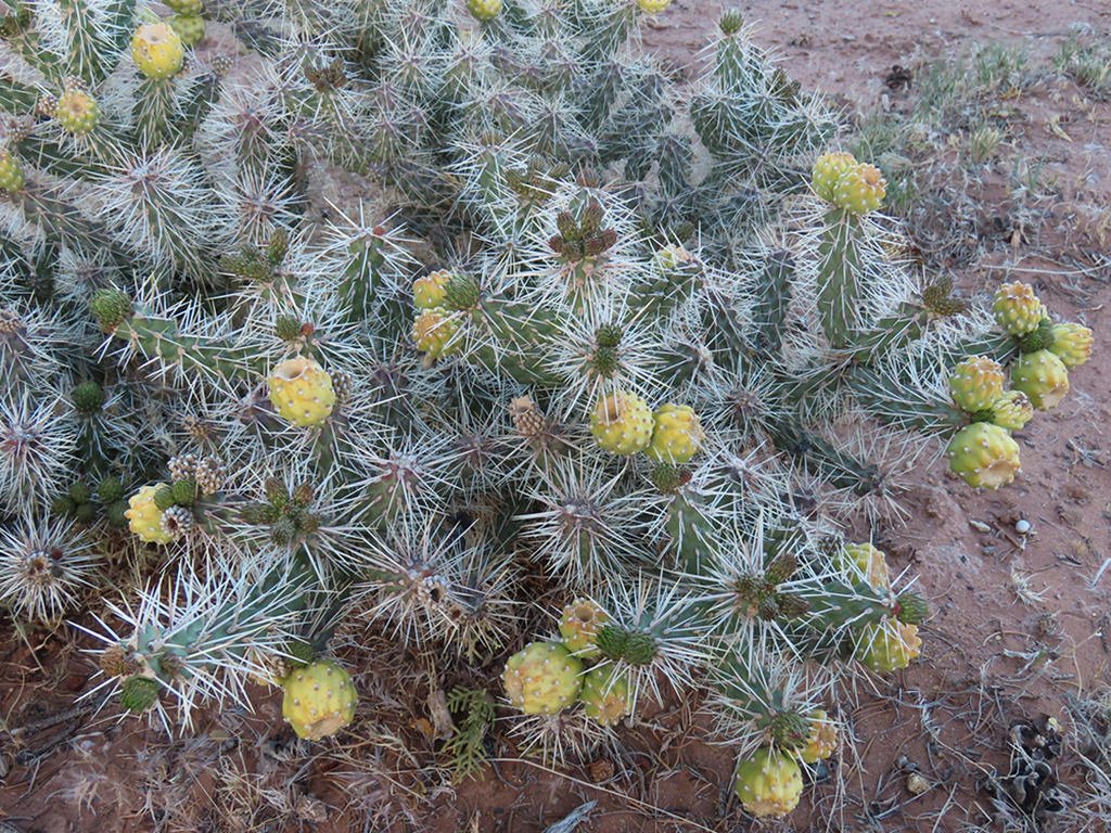 Cylindropuntia Whipplei, comúnmente conocida como Whipple Cholla.  Planta con nuevo crecimiento y frutos.