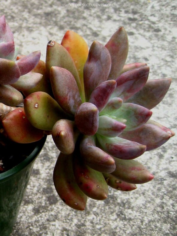 Graptoveria 'Royal Flush'