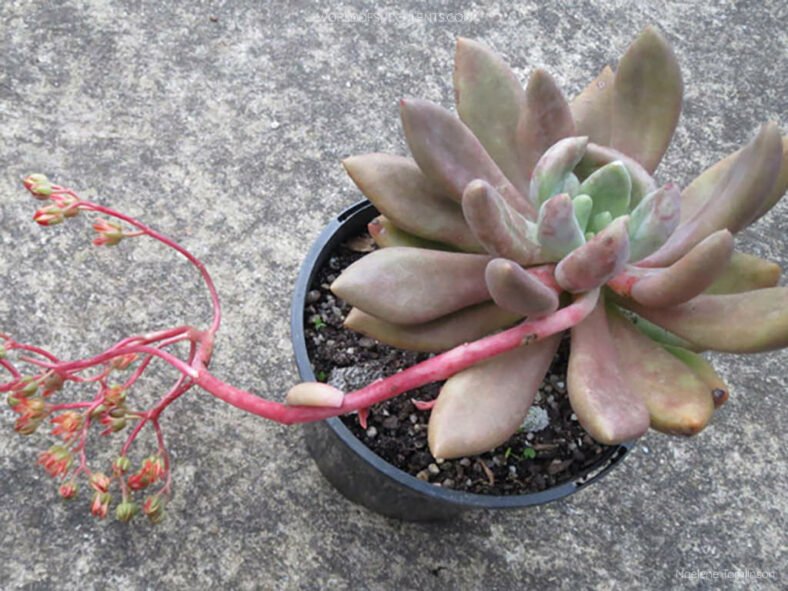 Graptoveria 'Royal Flush'