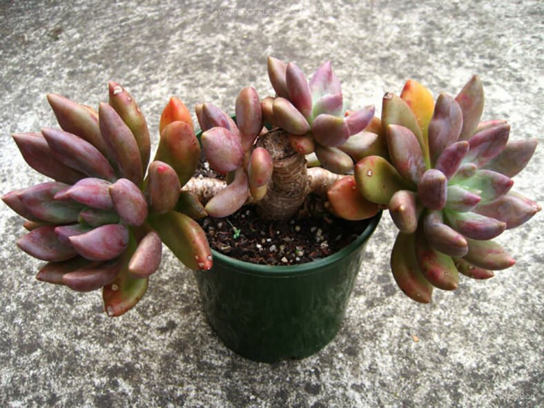 Graptoveria 'Royal Flush'
